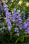 Campanula persicifolia (Peach-leaved bellflower)