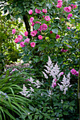 Rosa 'Angela' (shrub rose), repeat flowering, robust. Astilbe (Prachtspiere)