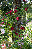 Rosa multiflora 'Chevy Chase' (Ramblerrose) an Baumstamm