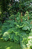 Osmunda regalis (King fern) in the shade garden