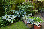 Shade bed with Hosta (Funkien) and various Hosta in pots