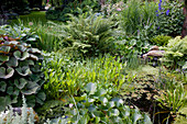 Nymphaea (water lilies), Pontederia cordata (pike weed), Polystichum (shield fern), Ligularia (greisweed), Hippuris (fir frond)