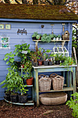 Topftisch und kleine Etagere mit Jungpflanzen am blauen Gartenhaus, Körbe, Werkzeug