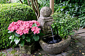 Hydrangea macrophylla (Hortensie) neben kleinem Brunnen, Hedera (Efeu), Buxus (Buchs)