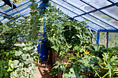 Gewächshaus mit Hochbeet: mit Stroh gemulchte Zuckermelonen, Carentais-Melonen (Cucumis melo), Tomaten (Lycopersicon) und Zucchini (Cucurbita pepo)