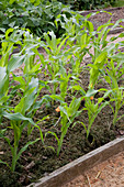 Young sweet corn (Zea mays) in the bed