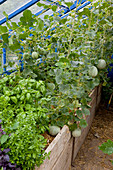 Gewächshaus mit Hochbeet : verschiedene Basilikum - Sorten (Ocimum basilicum) und mit Stroh gemulchte Zuckermelonen, Carentais-Melonen (Cucumis melo)