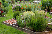 Herb bed with peppermint (Mentha piperita) and rue 'Variegata' (Ruta graveolens), glass bell, paths with broken bricks and tree slices, flower beds at the back
