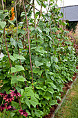 Runner beans (Phaseolus) on beanstalks in a cottage garden