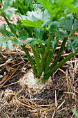 Knollensellerie (Apium graveolens var rapaceum) mit Stroh gemulcht im Gemüsebeet