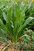 Schwarzwurzel (Scorzonera hispanica) im Beet