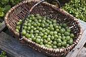 Korb mit frisch gepflückten grünen Stachelbeeren (Ribes uva-crispa)