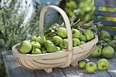 Trellis basket with freshly picked green apples (Malus)