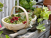 Spacer basket with freshly picked raspberries (Rubus) and green gooseberries