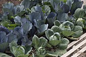 White cabbage, white and blue cabbage, red cabbage (Brassica oleracea)