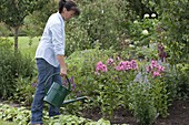 Fill gaps in the bed with flowering perennials (4/5)