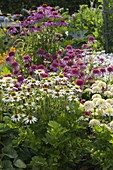 Pink and white bed with Echinacea purpurea 'Avalanche' white, 'Meringue'.