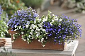 Blue and white planted box with Bacopa 'White Wedding'