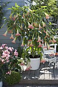 Datura 'Pink Favorite' (Angel Trumpet)