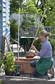 Willow elements as climbing aid for black-eyed susans (4/10)