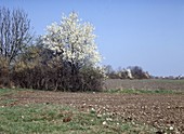 Wild shrub hedge with flowering sloes (Prunus spinosa)