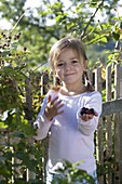 Girl picks blackberries (rubus aphid), garden fence