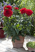 Dahlia 'Garden Wonder' (Dahlia) in terracotta pot