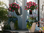 Large tubs next to front door with Rosa (rose stem), Lobelia