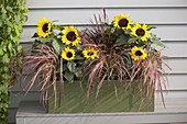 Grüner Holzkasten mit Helianthus annuus (Sonnenblumen) und Pennisetum