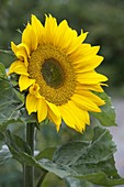 Helianthus annuus (Sonnenblume)