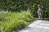 Luzula sylvatica (wood marble) in a patio bed, putti