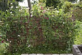 Homemade privacy screen and trellis made of willow