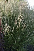 Artemisia vulgaris (Beifuß)