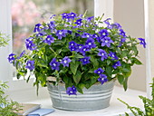 Browallia speciosa (Violet bush) in a bowl at the window