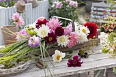 Wooden basket with freshly cut dahlia and miscanthus