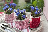 Gentiana (autumn gentian) in red and white cloth bag