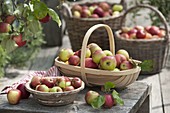 Freshly picked apples (Malus) in basket and skin