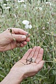 Harvest seeds of Lychnis coronaria 'Alba' (Vexian carnation)