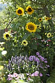 Helianthus (sunflowers), Agastache (scented nettle), Cosmos