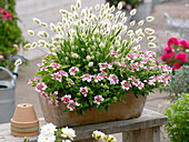 Terracotta box with Verbena Lanai 'Pink Twister' (verbena)