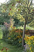 Staudenbeet unter Eberesche, Vogelbeere (Sorbus aucuparia), Helenium