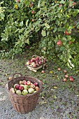 Körbe mit frisch gepflückten Äpfeln (Malus) unterm Apfelbaum