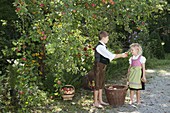 Apple harvest with children