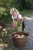 Apple harvest with children