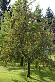 Streuobstwiese mit Apfelbäumen (Malus)