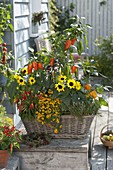 Basket box with peppers, chilli peppers, chilli (Capsicum), Helianthus