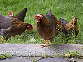 Chickens in the garden Partridge brown Italian breed