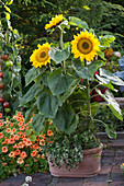 Helianthus 'Summer Breeze' (Sunflower)