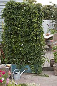Humulus lupulus (hops) as privacy screen in large box