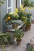 Terrasse mit gelben Pflanzen